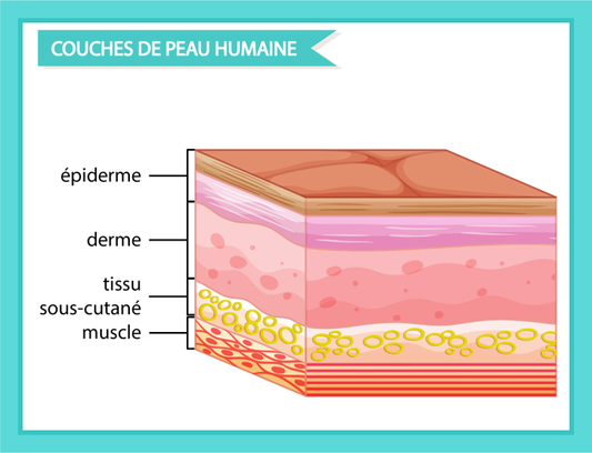 Silicium : variétés et méthodes d'utilisation